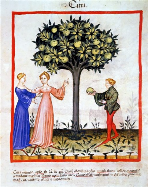 Plik:Tacuinum Sanitatis Drzewo Cytrynowe.jpeg
