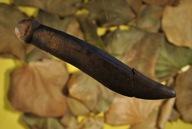 Plik:Antler-penis-100720-02.jpg