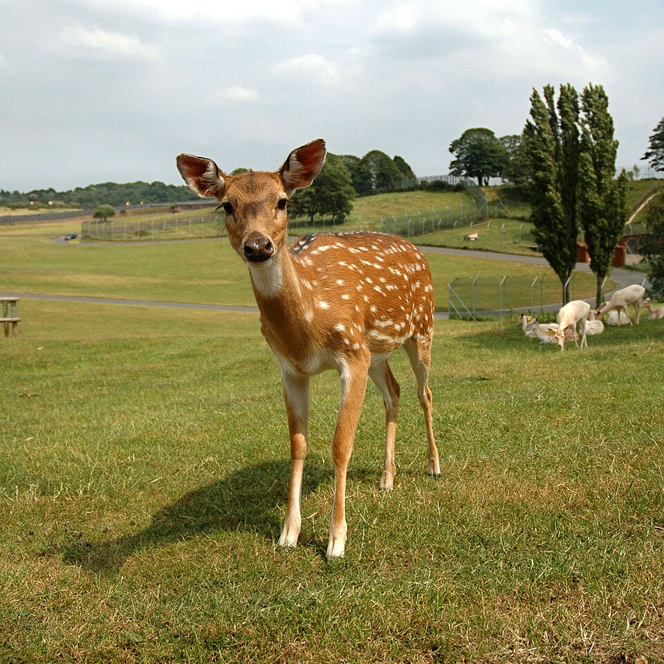 Plik:Chital doe.jpg