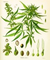 Cannabis.jpeg